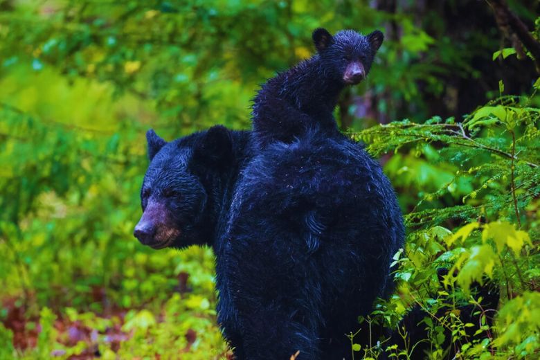 Do Black Bears Hibernate in the Smoky Mountains